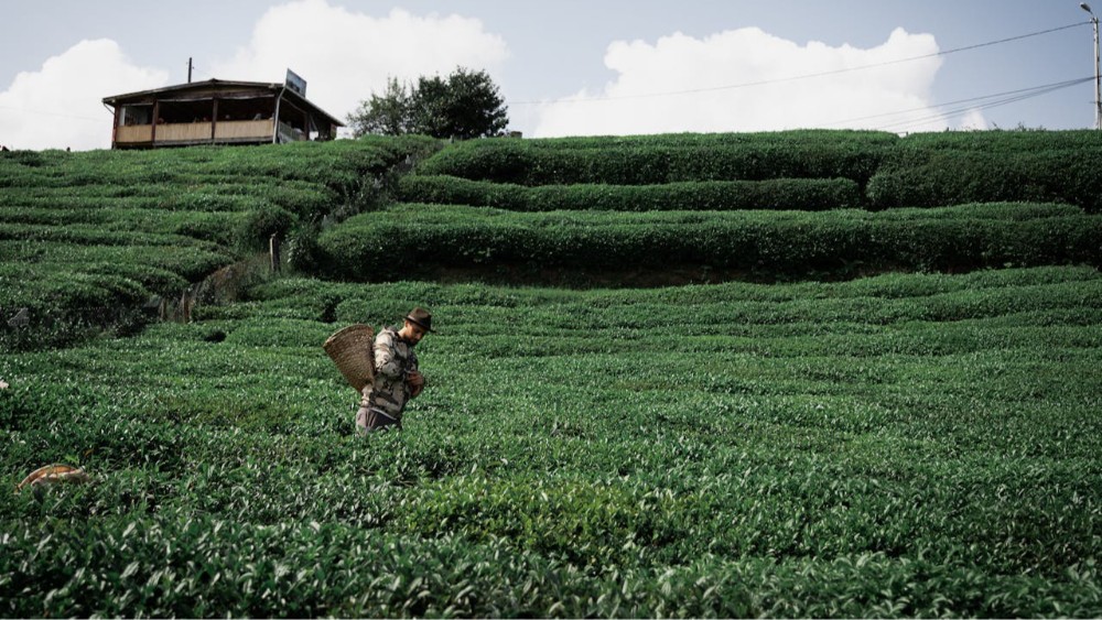 Rize’de Alternatif Turizm: Doğa, Yayla ve Deneyim Turizmi ile Keşfedin