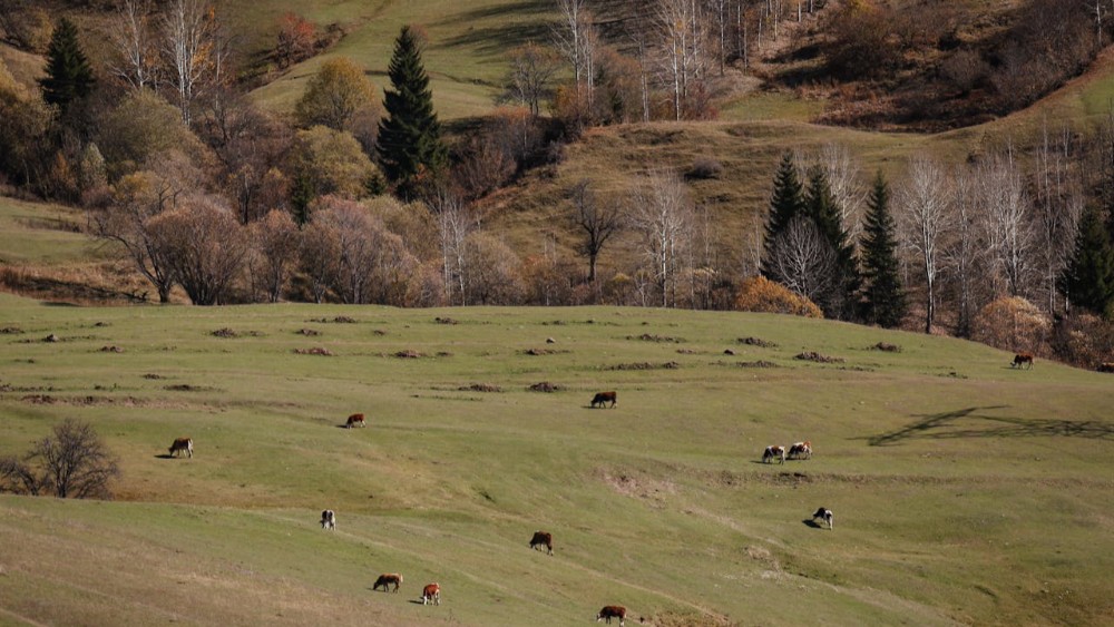 Artvin’de Yayla Kültürü: Tarihi ve Gezilecek Yerler