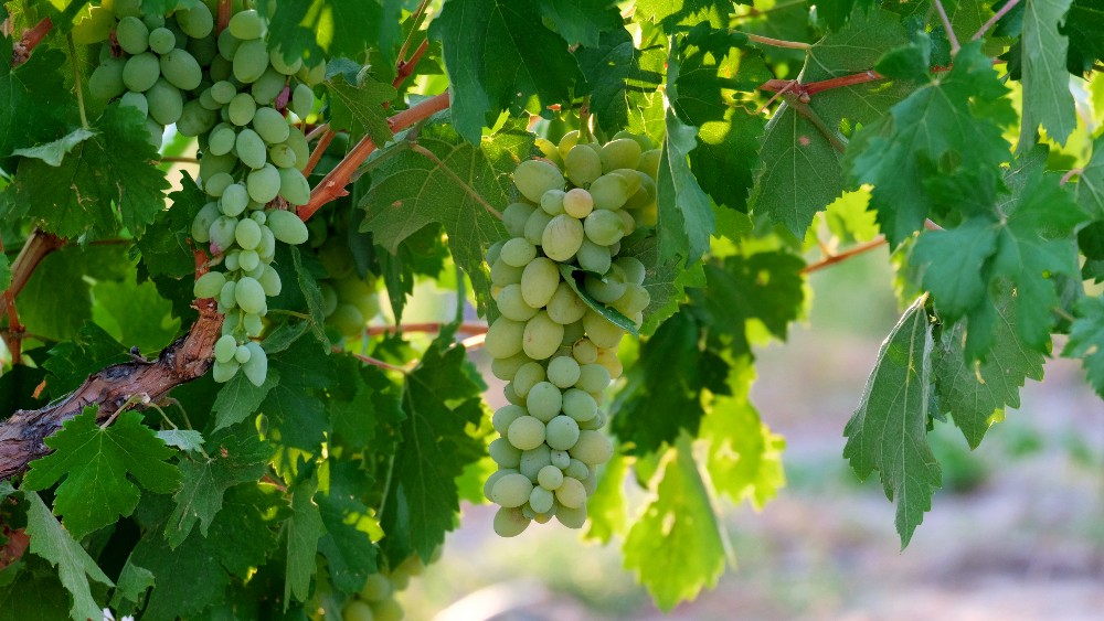 Nevşehir Şarap ve Bağ Kültürü: Kapadokya'nın Gizli Lezzetleri