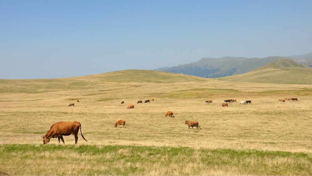 Trabzon’da Yayla Turizmi: Doğanın Kalbinde Unutulmaz Bir Deneyim