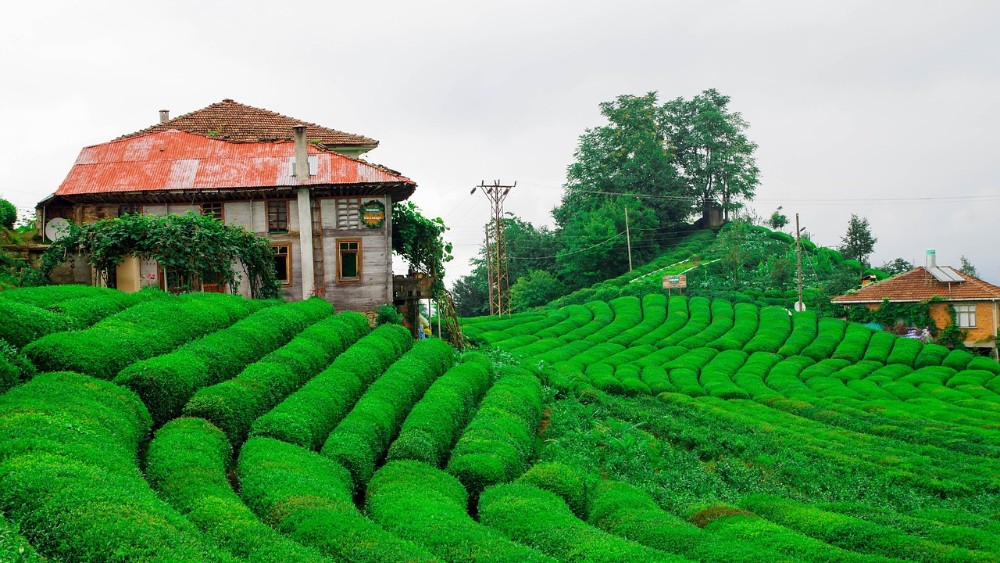 Rize’nin Tarihi Yerleşimleri: Doğanın ve Kültürün Buluştuğu Noktalar