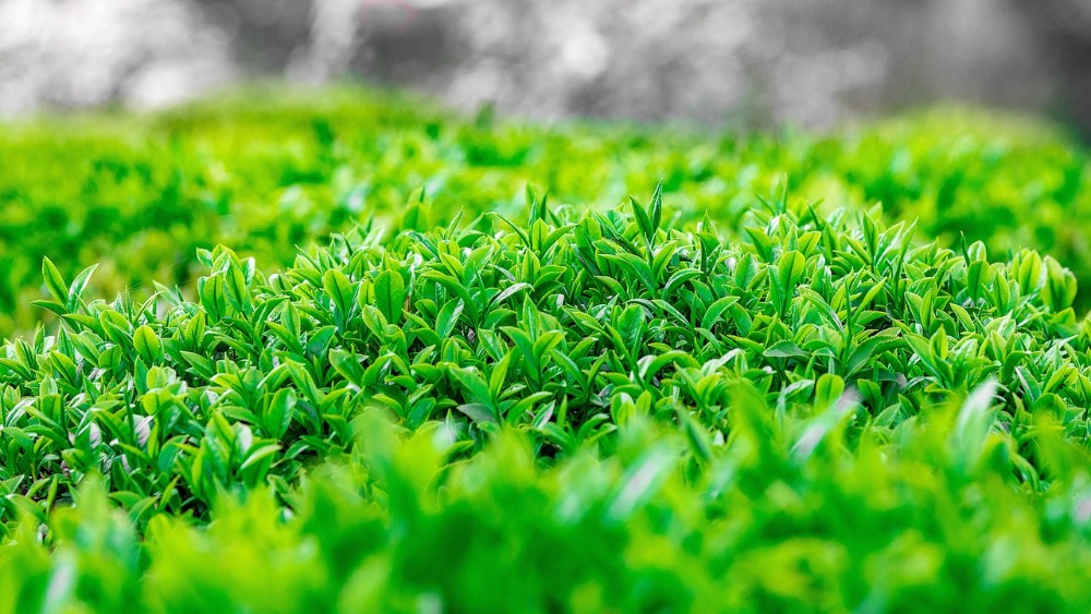 Rize Çayı ve Çay Kültürü: Doğanın Kalbinde Bir Seyahat Deneyimi