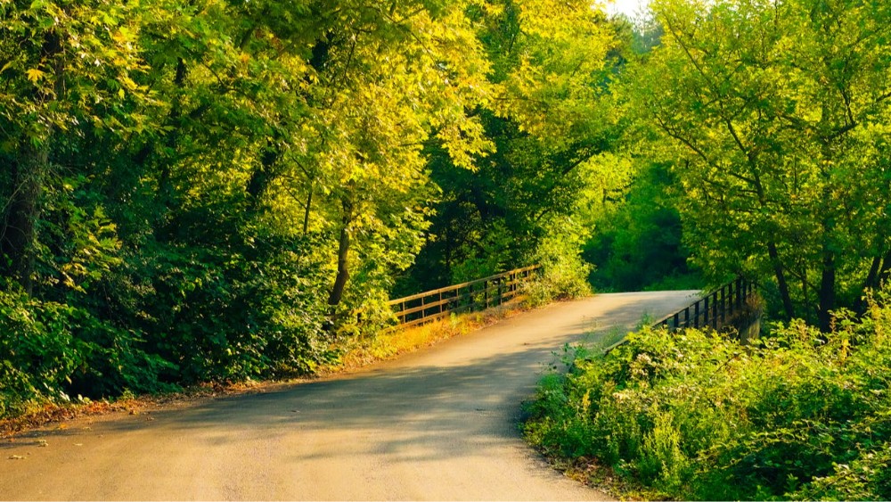 Yenice Ormanları: Türkiye’nin Doğal Cenneti